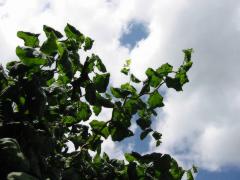 src/IMG_5201.JPG
